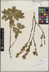Foto von Salix myrsinifolia Salisb.
